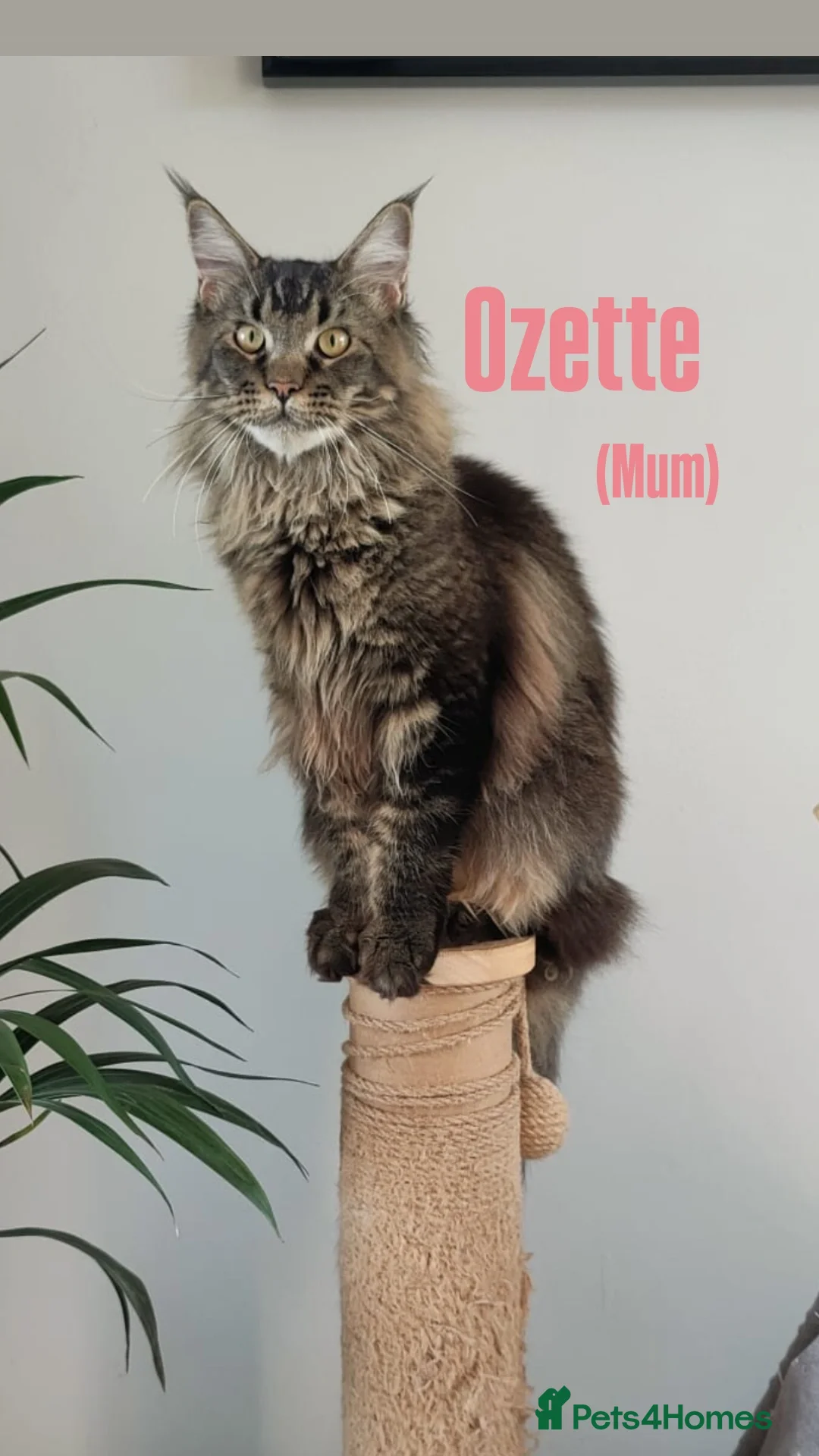 Maine Coon cats for sale: Rare Pure Breed Mainecoon Kitten - Advert 6