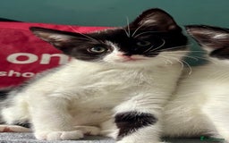 Domestic Shorthair cats for adoption: -Adopt from Cats in Crisis East London  - Image 8
