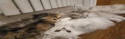 Persian cats for sale: Persian kittens  in Stoke-on-Trent - Advert 21