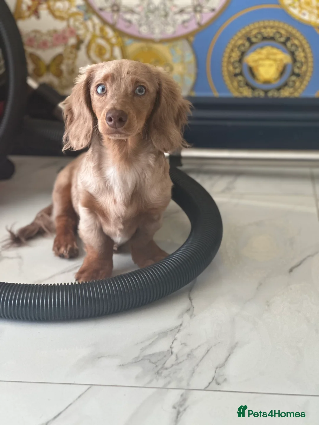 Miniature Dachshund dogs for stud: Chocolate Dapple mini dachshund stud  - Advert 8