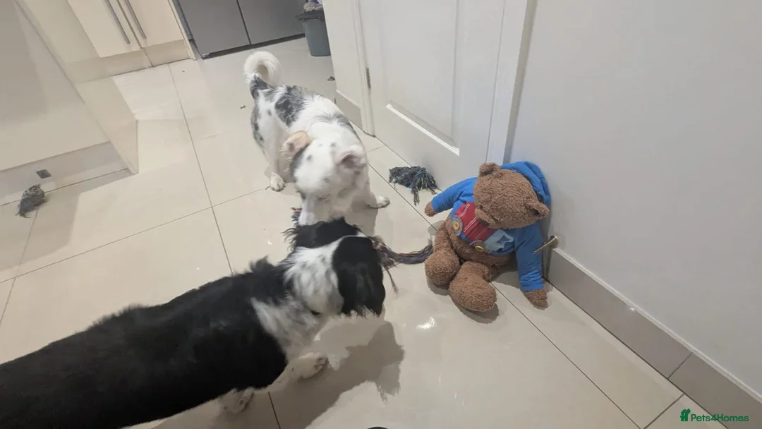 Mixed Breed dogs for sale: 2 Male Dachshund x Collie pups for sale. - Advert 4