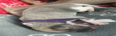 Whippet 3