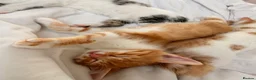 Mixed Breed cats for sale: 2 male ginger tabby’s  in Hinckley - Advert 5