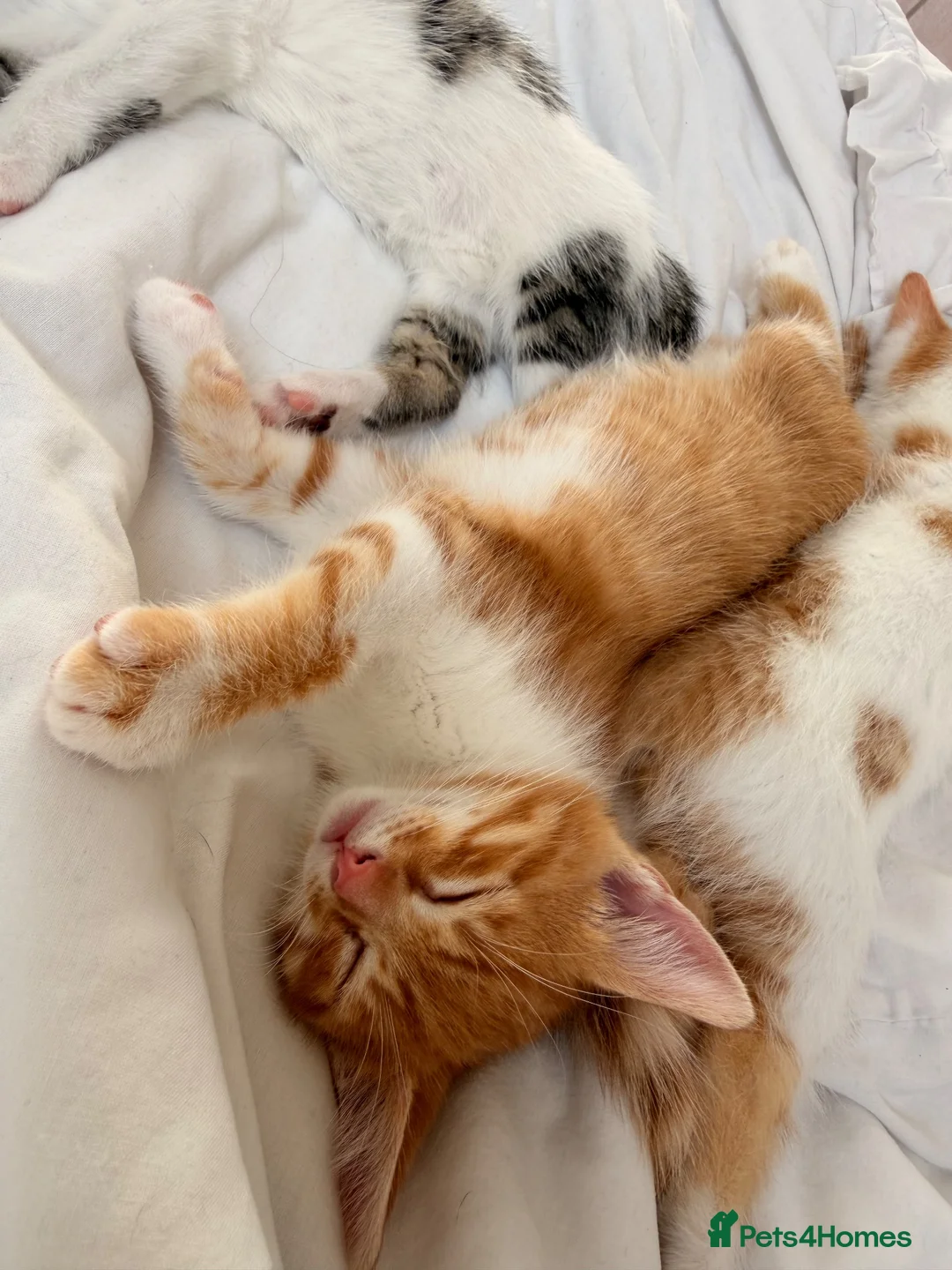 Mixed Breed cats for sale: 2 male ginger tabby’s  in Hinckley - Advert 5