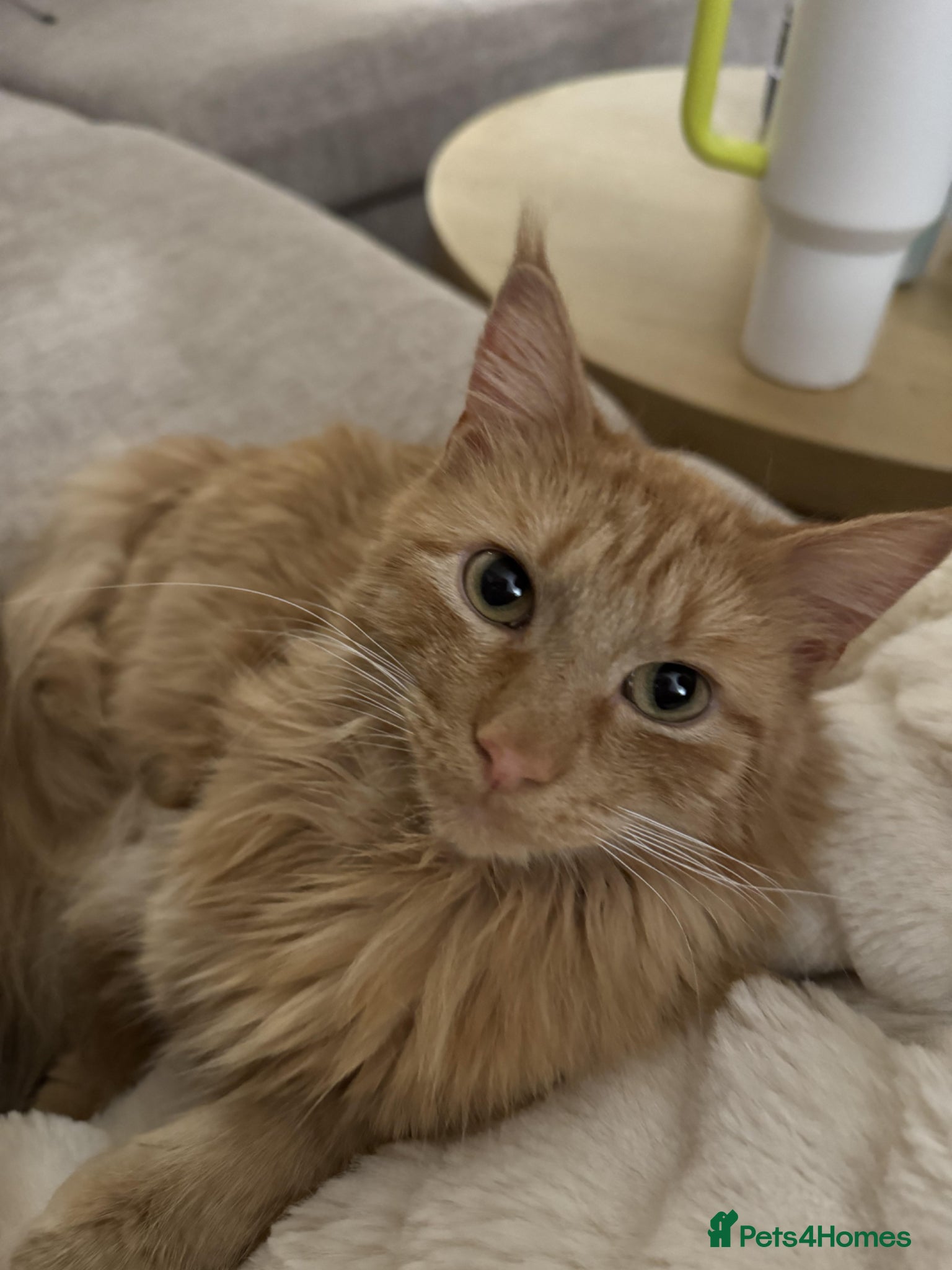 Turkish Angora cats Need new loving home for my babies  - Advert 1