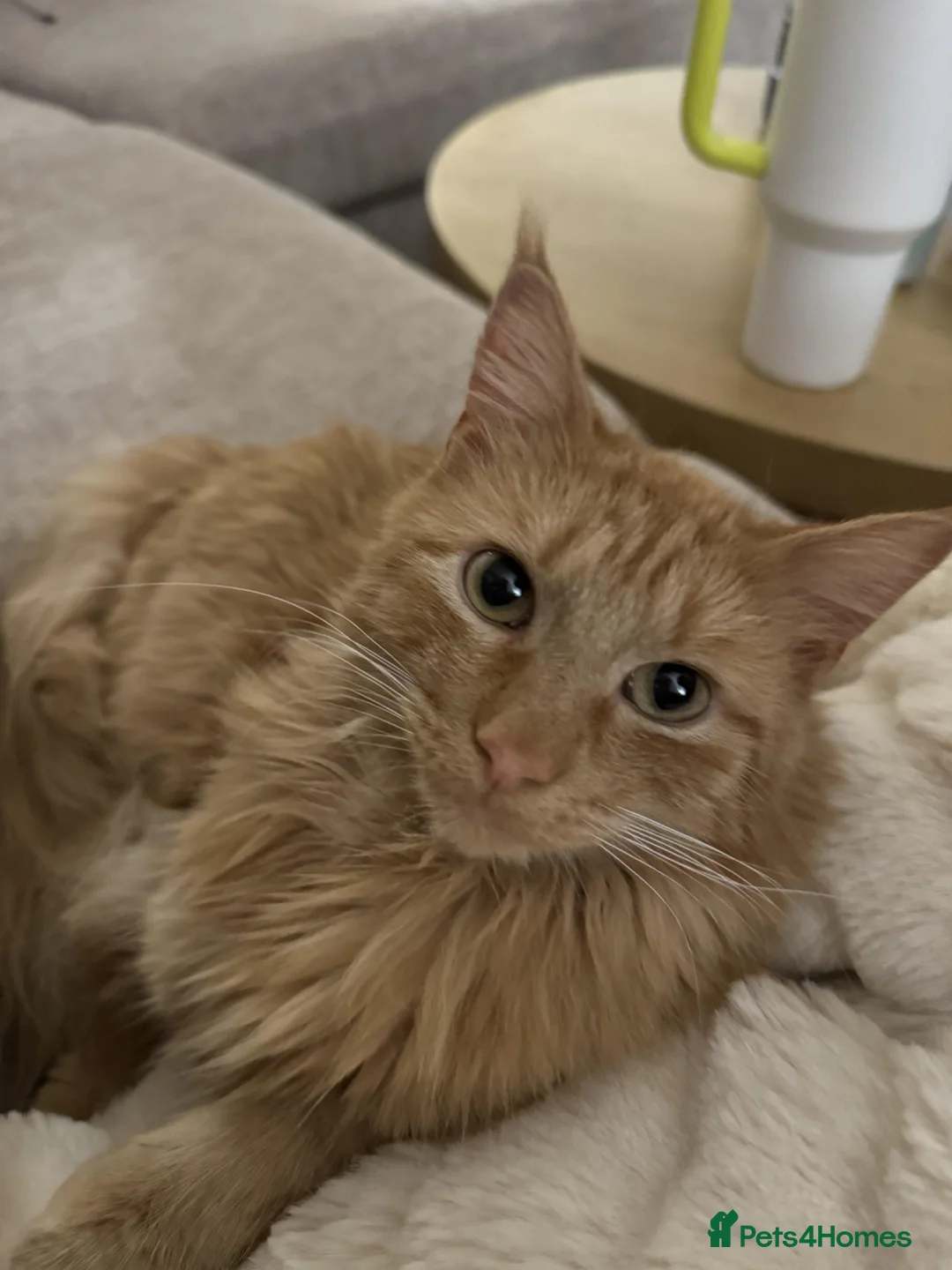 Turkish Angora cats for sale: Need new loving home for my babies  in Wolverhampton - Advert 1