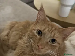 Turkish Angora cats Need new loving home for my babies - Advert 1