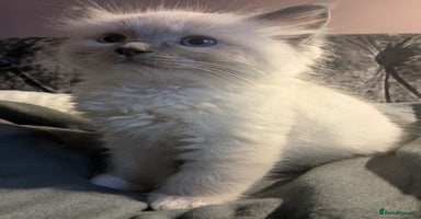 Ragdoll cats - Advert 6