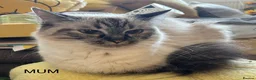 Ragdoll cats for sale: 😻READY NOW RAGDOLL KITTENS BI COLOUR/LYNX 😻 - Advert 7
