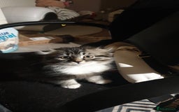 Scottish Fold cats for sale: Adorable kittens❤ - Advert 4