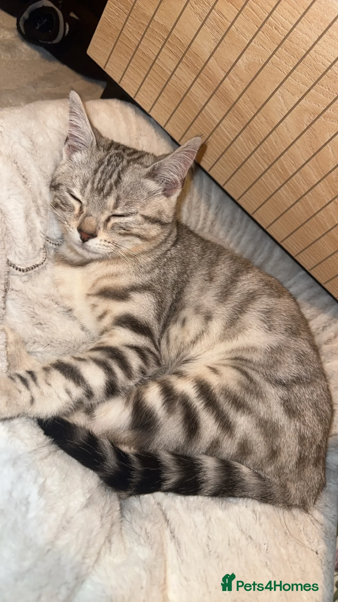 Mixed Breed cats for sale: Cute mix breed British shorthair x Bengal kitten in Liversedge - Advert 6