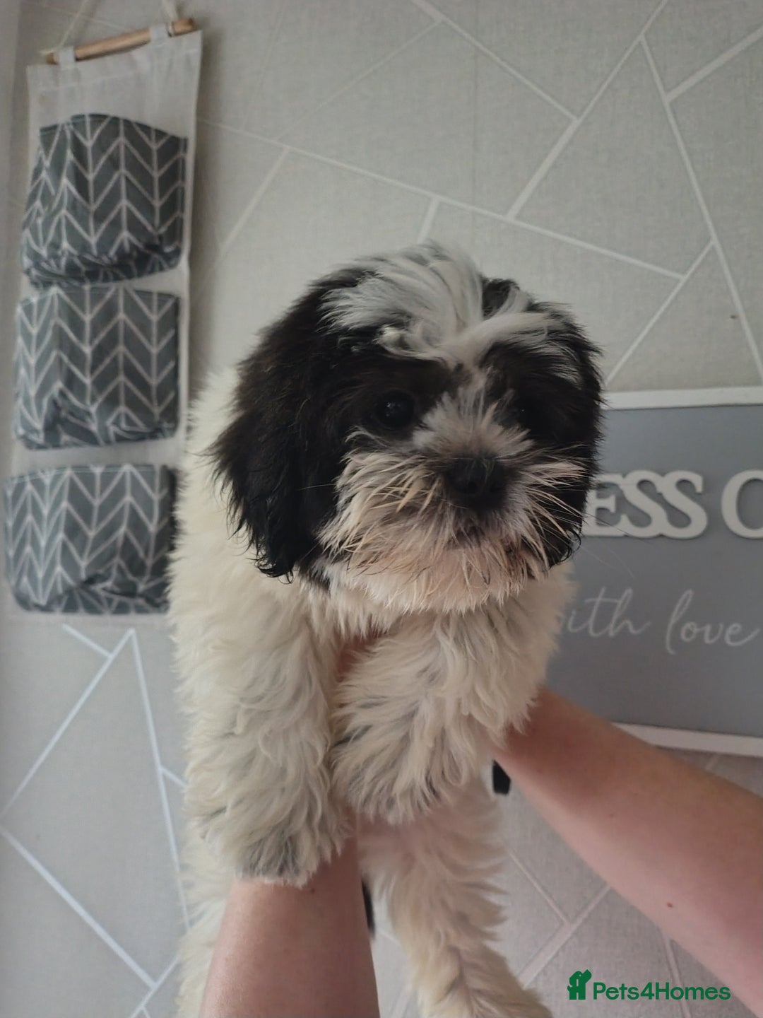 Zuchon dogs for sale: Shichon/zuchon puppies for sale  - Image 2