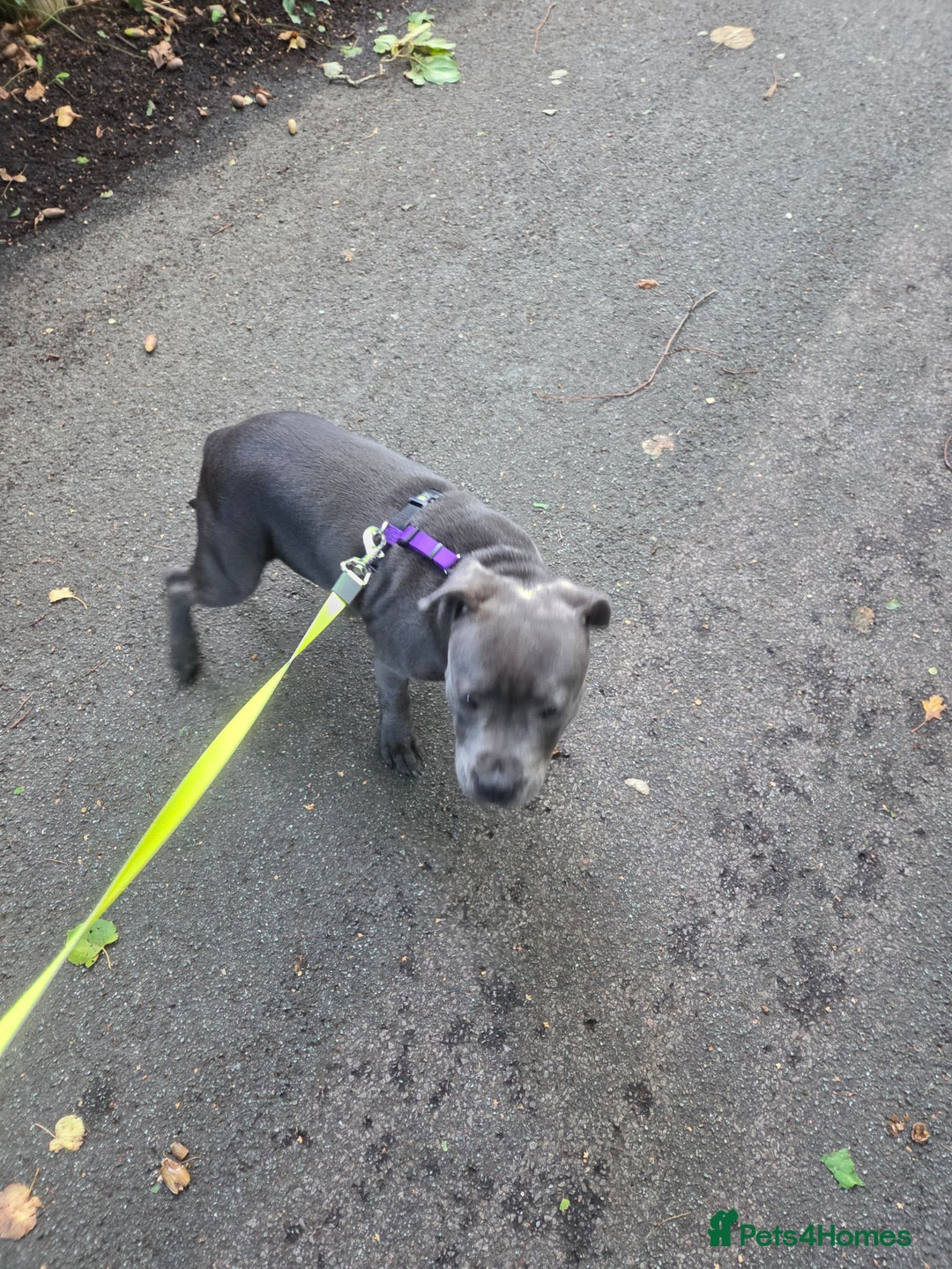 Staffordshire Bull Terrier dogs for sale: Gorgeous girl Blue and white staffy  - Image 4