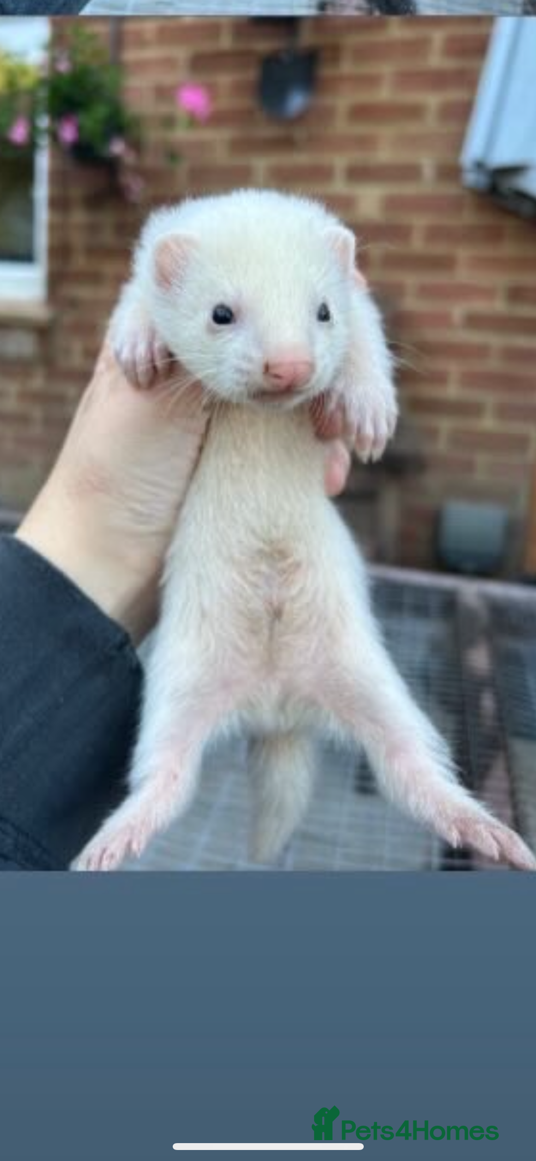 Ferret rodents for sale: Jill’s for sale  - Image 2