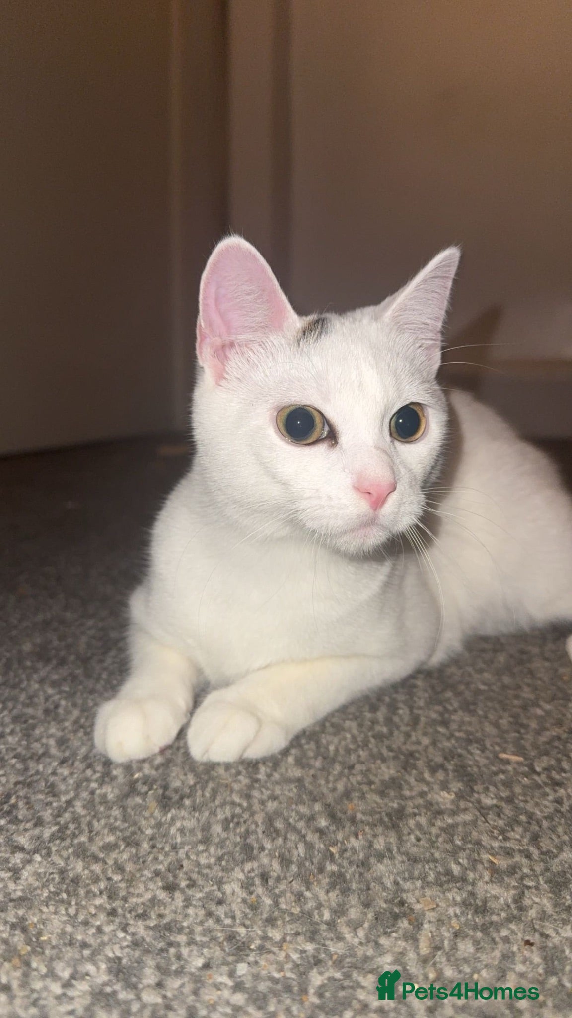 Mixed Breed cats Kitten coming up 2 years old - Advert 2