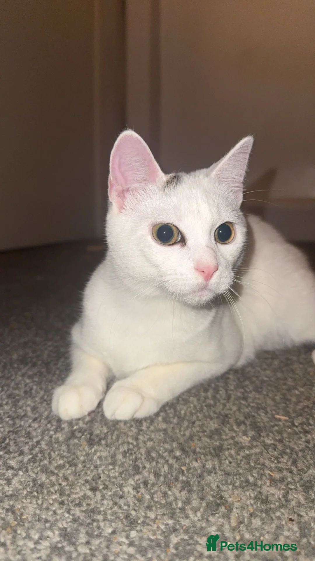 Mixed Breed cats for sale: Kitten coming up 2 years old in Pontefract - Advert 1
