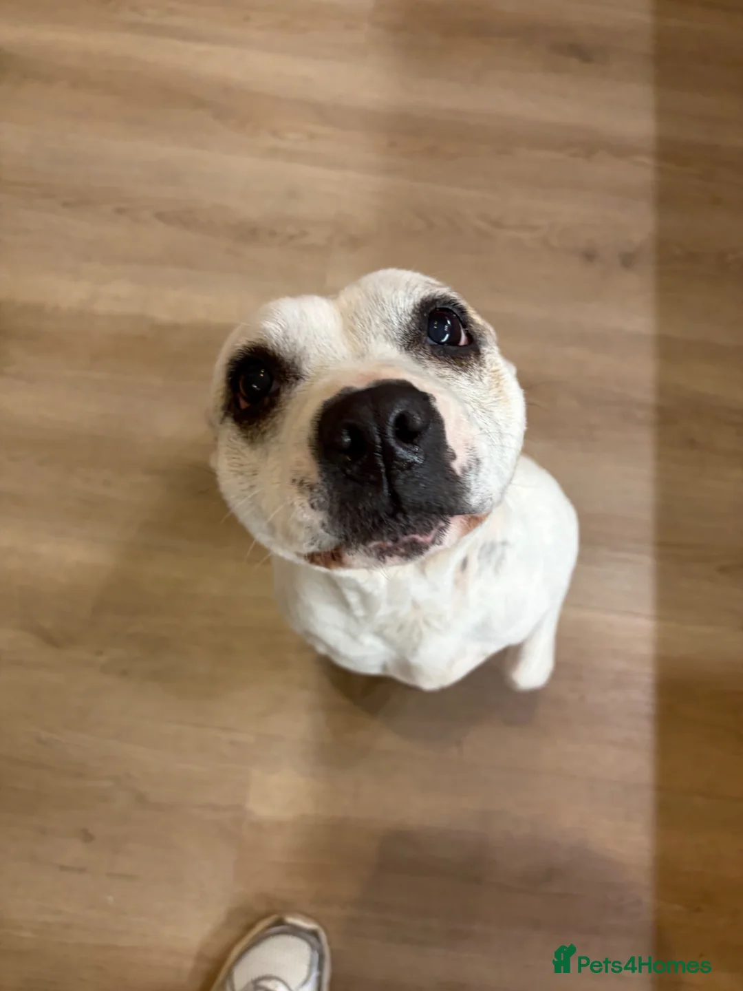 Staffordshire Bull Terrier dogs for sale: REHOME- staffy - Advert 3