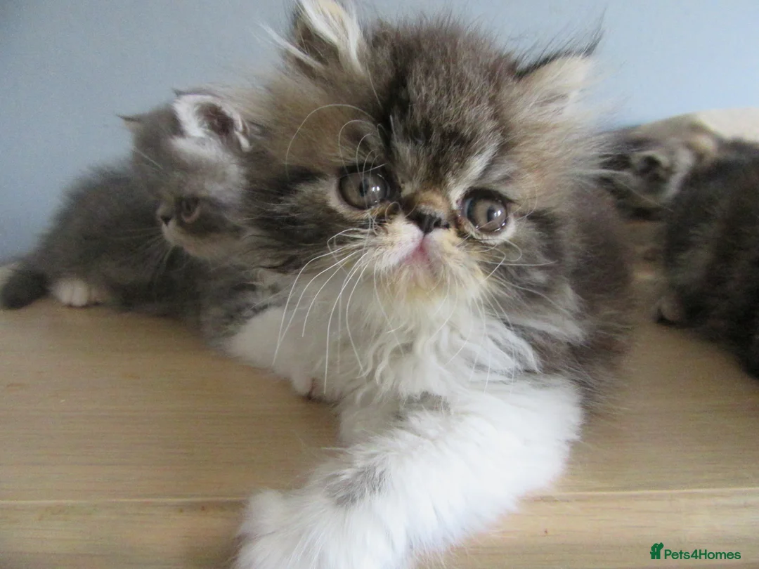 Persian cats for sale: Adorable female Persian kittens - Advert 24