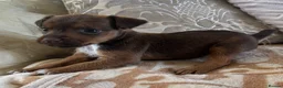 Patterjack dogs for sale: Patterdale x jack russell  (patter-jack) - Advert 6