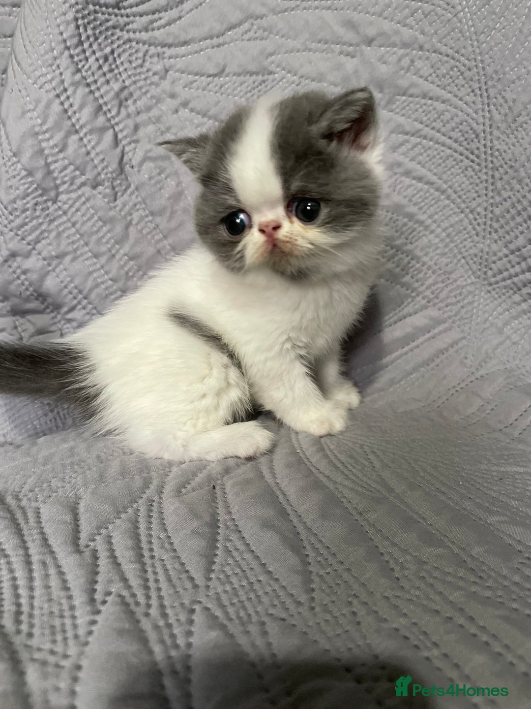 Exotic cats for sale:  EXOTIC KITTEN READY DEC CHAMPION LINES - Advert 3