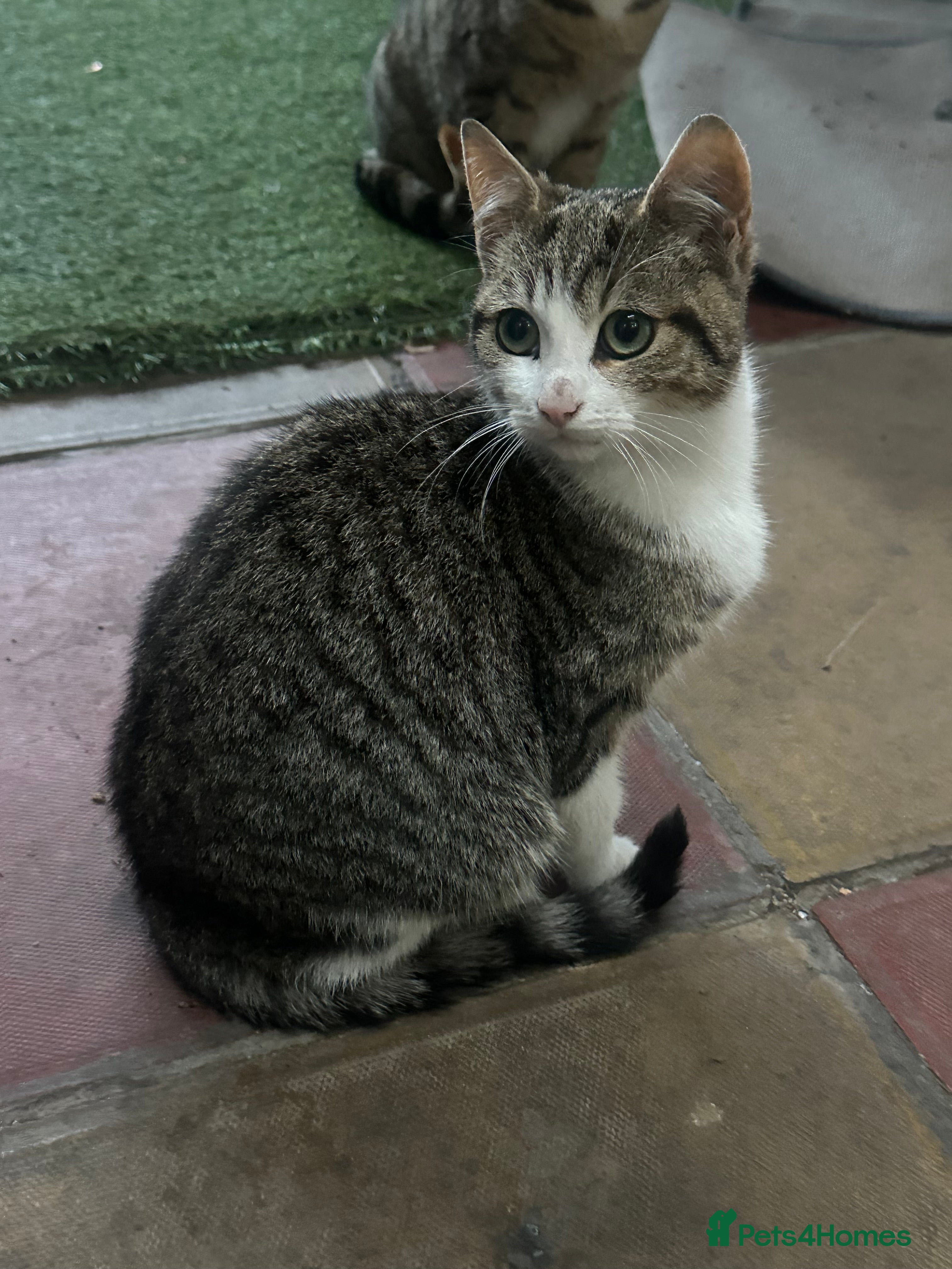Domestic Shorthair Kitten 1