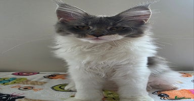 Maine Coon cats - Advert 11