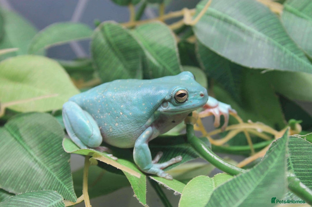 Frog reptiles for sale: Trio of White’s Tree Frogs - Image 4