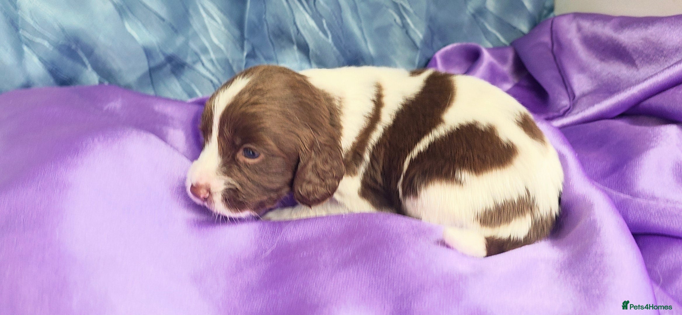 English Springer Spaniel dogs KC Home - Heath tested, Licensed Springer Pups⭐️ - Advert 2