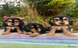 Cocker Spaniel dogs for sale: KC show cocker spaniel puppies. Ready Now! - Image 5