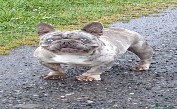 French Bulldog dogs - Advert 8