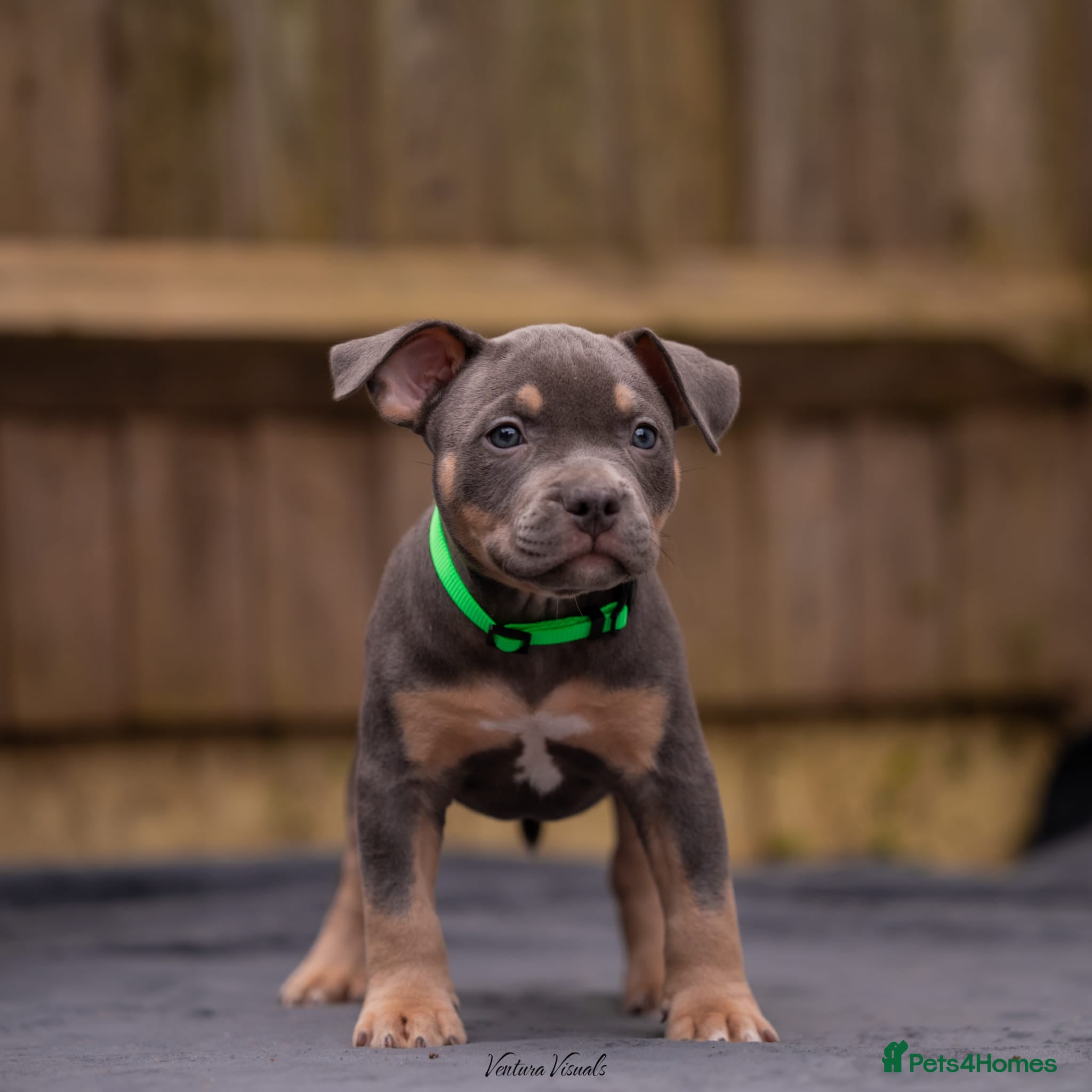 American Bully dogs for sale: American Bully Puppies - Advert 23