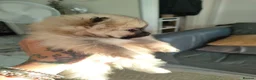 Pomeranian dogs for sale: KC registered cream female pomerainian  - Advert 5