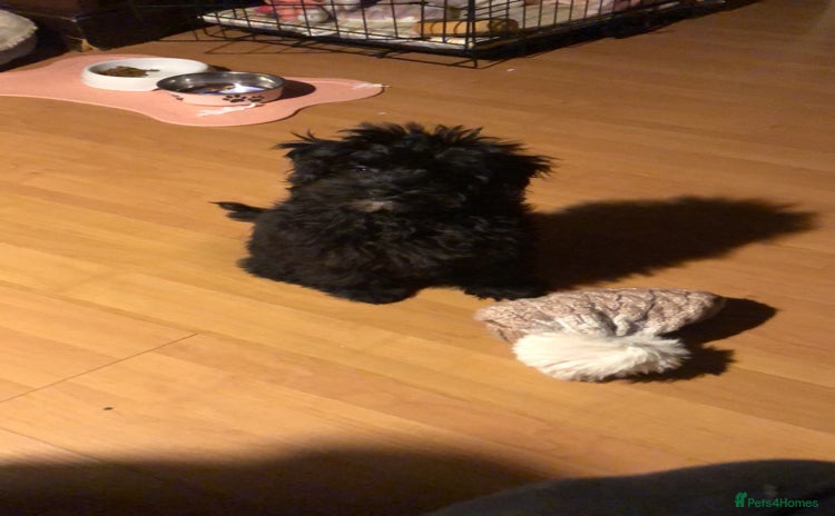 Shihpoo dogs - Advert 1