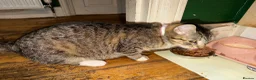 Mixed Breed cats for sale: 4 Beautiful Kittens Looking For Loving Homes in Brighton - Advert 1