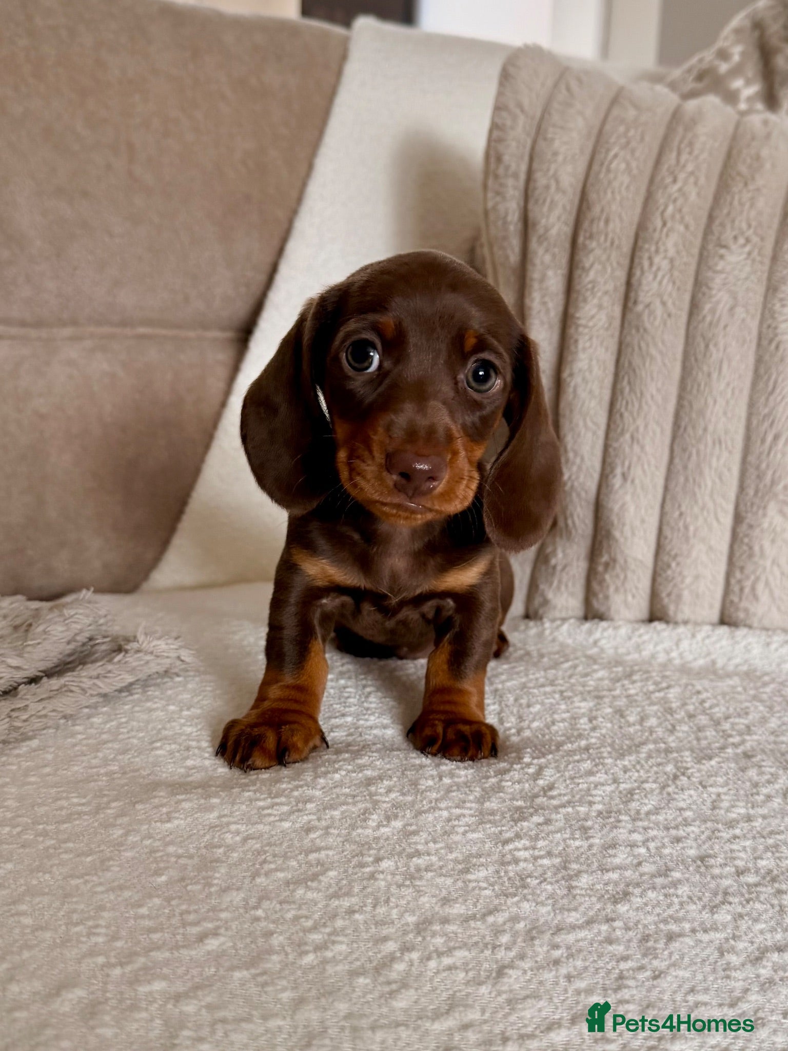 Miniature Dachshund dogs 🩷 LAST GIRL 🩷 KC smooth miniature dachshund  - Advert 1