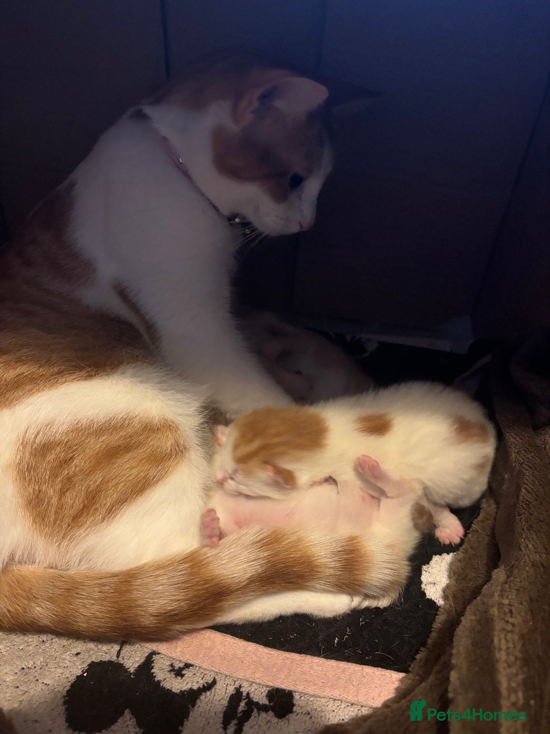 Mixed Breed cats for sale: Ginger & white kittens for loving new homes!  - Advert 1