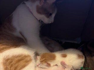 Mixed Breed cats Ginger & white kittens for loving new homes! - Advert 1