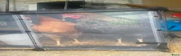 Chickens poultry for sale:  to Good Home  - Advert 4