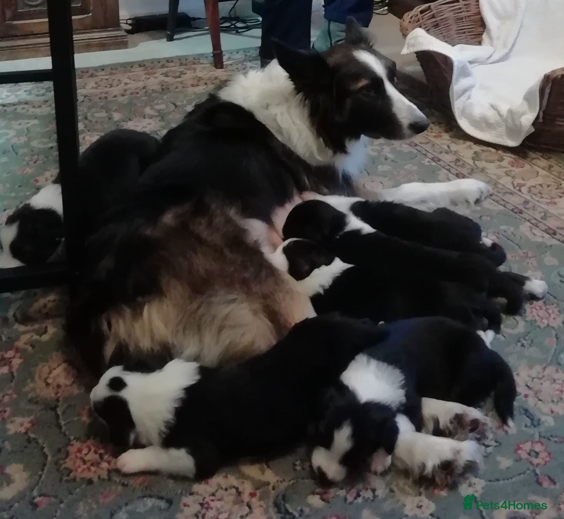 Border Collie dogs Adorable Border Collies for Sale - Advert 2