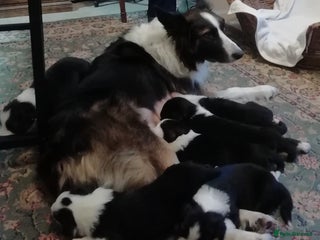 Border Collie dogs Adorable Border Collies for Sale - Advert 2