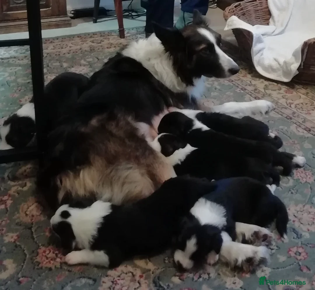 Border Collie dogs for sale: Adorable Border Collies for Sale - Advert 4