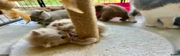 British Shorthair cats for sale: GCCF Registered BSH/BLH Kittens - Advert 6