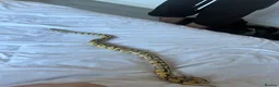 Snake reptiles for sale: royal ball python female  in Kettering - Advert 5