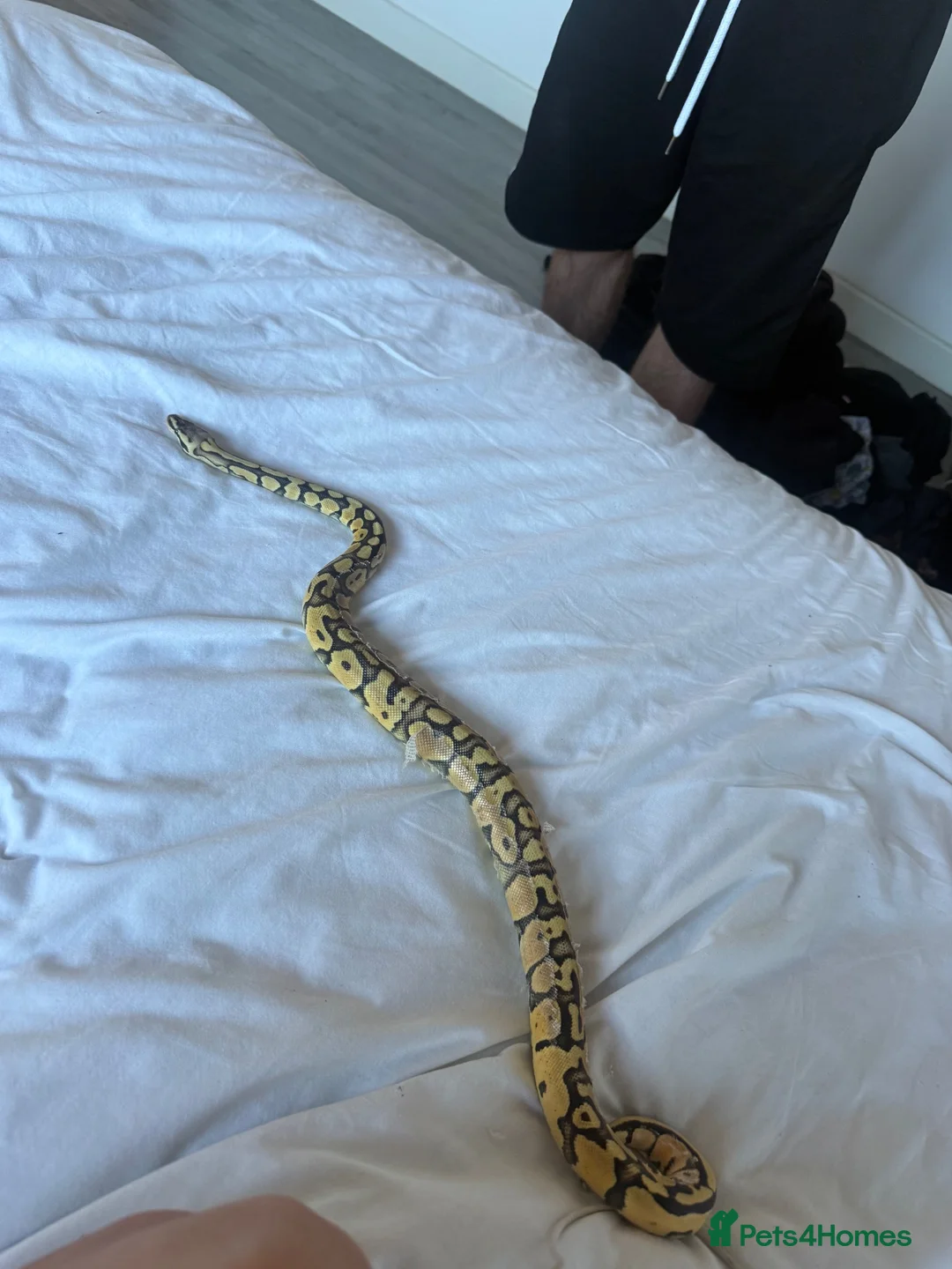 Snake reptiles for sale: royal ball python female  in Kettering - Advert 5