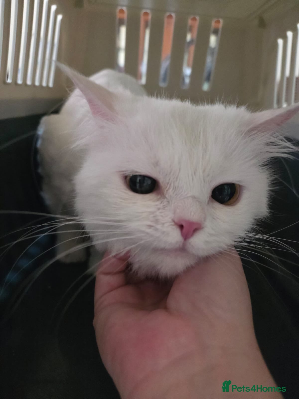 Domestic Shorthair cats Marshmellow  - Advert 2