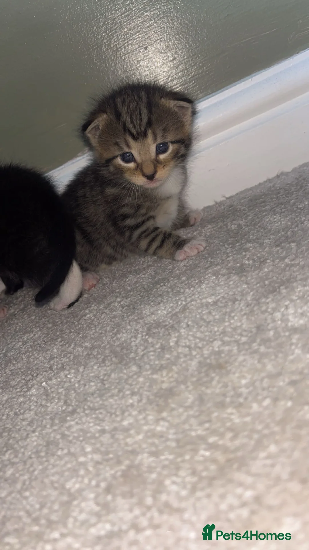 British Longhair cats for sale: Long haired kittens  - Advert 9