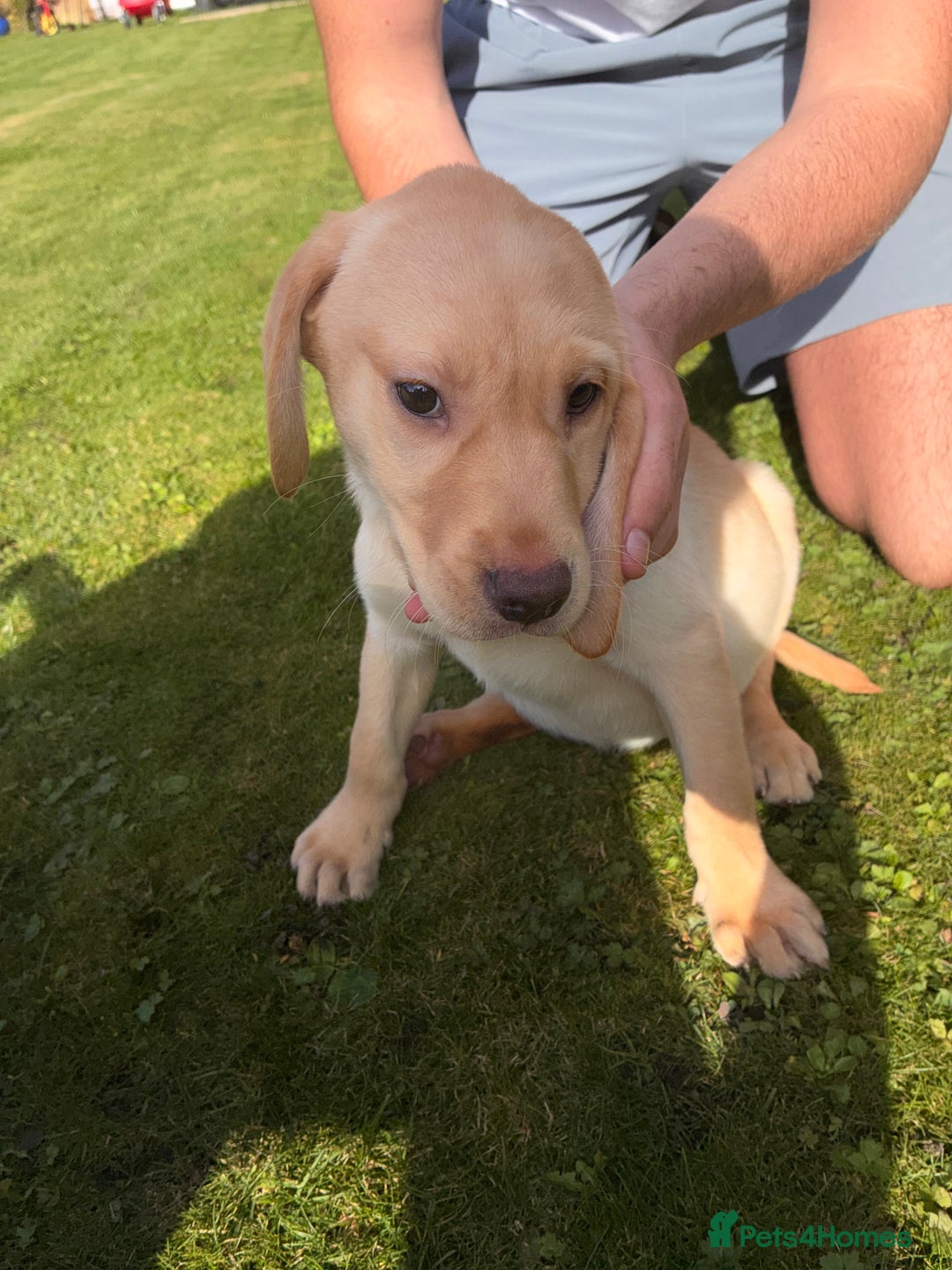 Labrador Retriever dogs for sale: Labrador Puppies GIRLS - READY NOW - Image 5