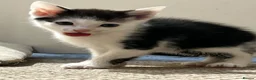 Domestic Shorthair cats for sale: Kittens for sale!  - Advert 3