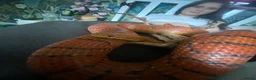 Corn Snake reptiles for sale: Corn snake in Newton Abbot - Advert 5