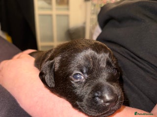 Labrador Retriever dogs Labrador X Boxerdore puppies - Advert 6